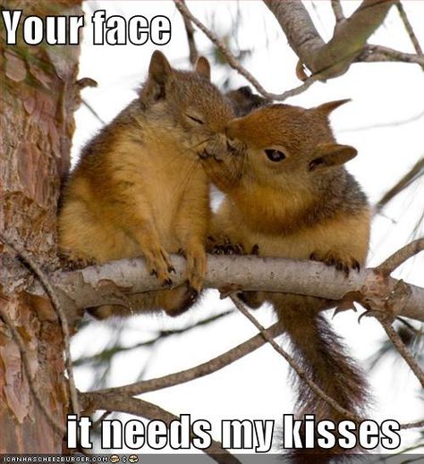 your face...it needs my kisses. awww. cute squirrels! and this sounds like it's being said with a French accent, too. xD Recycled Crafts, Small Animals, Potpourri, Hamsters, E Card, Chipmunks, Street Fighter, Cuteness Overload, Animals Friends