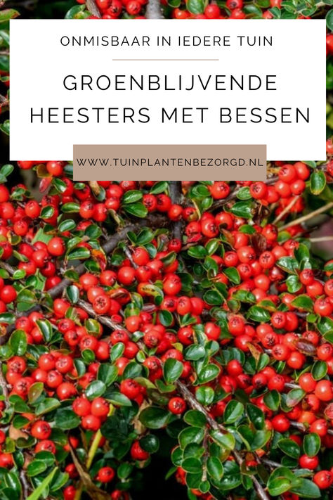 Voeg kleur en textuur toe aan je tuin met groenblijvende heesters die bessen dragen! Deze prachtige planten bieden niet alleen het hele jaar door groen, maar zorgen ook voor een speelse toevoeging van kleur in je tuin. Bekijk onze borden voor inspiratie en ontdek welke groenblijvende heesters met bessen perfect bij jouw tuin passen!