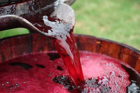 A Delicious Grape Wine Recipe: The Most Popular Wine-Making Fruit - Wine Turtle How To Make Wine, Apple Wine, Making Wine, Wine Recipe, Grape Wine, Red Peppercorn, Panna Cotta, Grapes, Wine