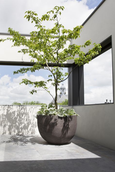 Indoor Potted Trees, Balcony Planting, Container Garden Design, Potted Plants Outdoor, Courtyard Design, Indoor Trees, Balcony Plants, Outdoor Pots, Potted Trees