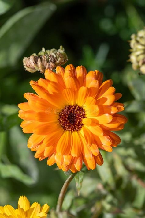 Common marigold (calendula officinalis) flower stock photography Flower Advertisement, Calendula Officinalis, Calendula Flower, Flower Stock, 2025 Vision, In Bloom, Flower Drawing, Vector Design, Art Lessons