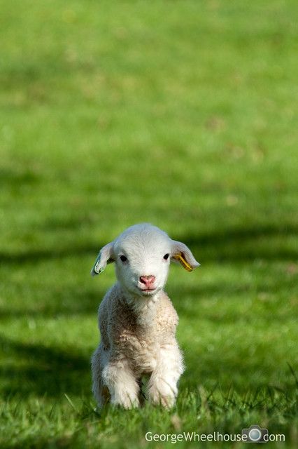 Hey You Guys! | P4103383_edited-2 My favourite photo from th… | Flickr Lamb Pictures, Baby Sheep, Animal Images, Baby Lamb, Sheep Farm, Cute Sheep, Scandinavian Folk Art, Baby Goats, Jolie Photo