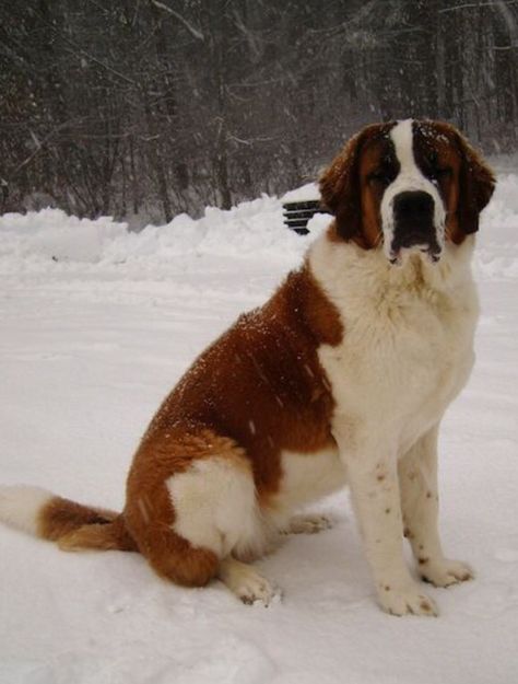 St. Bernard Saint Bernese, Mansion Aesthetic, Saint Bernards, St Bernard Puppy, Big Dog Breeds, Dog Died, St Bernard Dogs, Bernard Dog, Australian Shepherds