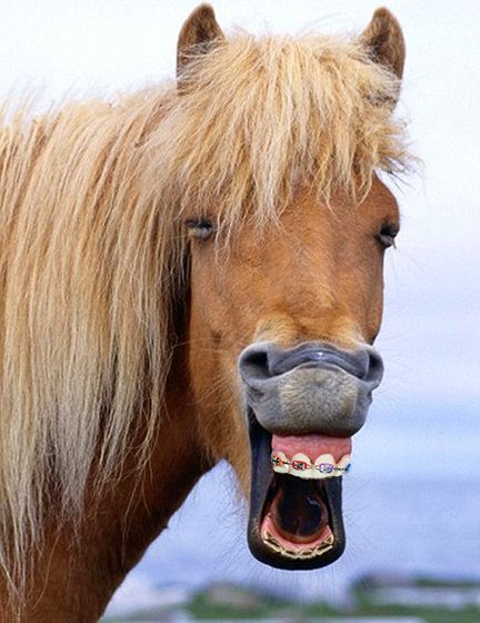 To correct bimaxillary protrusion..? This horse. | Community Post: 14 Animals With Braces That Will Make You Smile Horse Smiling, Dog Doing Yoga, Laughing Horse, Laughing Pictures, Laughing Animals, Smiling Animals, Funny Horses, Animal Help, Icelandic Horse