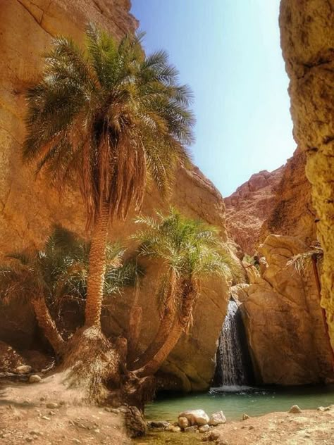 Tropical Desert Aesthetic, Desert Druid Aesthetic, Desert Beach Aesthetic, Desert Life Aesthetic, Sahara Desert Tunisia, Desert Oasis Aesthetic, Sahara Desert Aesthetic, Sahara Aesthetic, Desert Druid