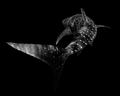 Shark Aesthetics Dark, Whale Shark Black And White, Black And White Shark Photography, Shark Black Background, Whale Shark Widget, Whale Reference, Orca Aesthetic, Whale Shark Aesthetic, Shark Black And White