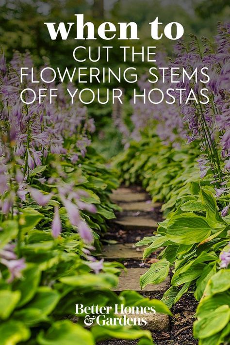 How To Propagate Hostas, When To Plant Hostas, Can Hostas Grow In Full Sun, What To Do With Hostas In The Fall, When To Divide Hostas, Hostas For Sunny Areas, When To Prune Hostas, When To Split Hostas, How To Split Hostas Plants