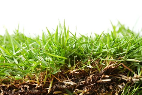 Zoysia Grass: Your Complete Texas Lawn Care Maintenance Guide Lawn Care, Zoysia Lawn, Grub Worms, Zoysia Grass, Types Of Diseases, Root Structure, Lawn Service, Pest Control, Emerald Green