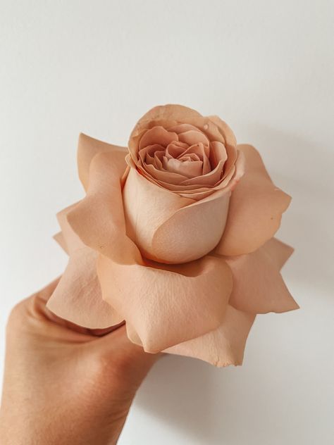 Cappuccino Rose, Babby Shower, Miss To Mrs, Vera Wang, Flowers Plants, Cappuccino, Side Hustle, Wedding Flowers, Snack Recipes