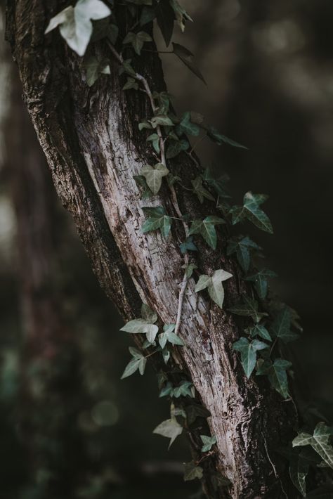 green leafed plant on tree branch photo – Free Image on Unsplash Creature Aesthetic, Ivy Tree, Forestcore Aesthetic, Fair Folk, Fantastic Fungi, Gothic Garden, Holly Tree, Field Of Dreams, Forest Spirit