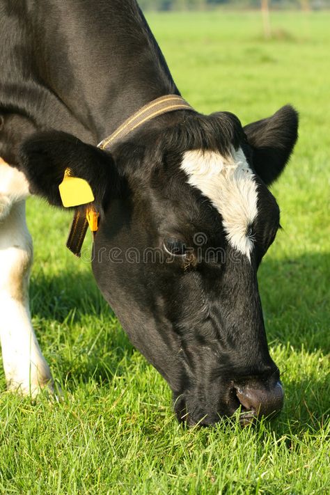 Cow grazing. Farm-animal: Cow eating grass showing only its head , #affiliate, #Farm, #animal, #Cow, #grazing, #showing #ad Cow Eating Grass Drawing, Cow Eating, Cow Grazing, Cows Grazing, Interesting Creatures, Reference Pics, Cow Head, Farm Animal, Art References