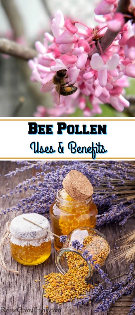 If you are thinking about bee pollen, be sure to check out these wonderful bee pollen benefits as well as some recipes. How To Use Bee Pollen, Bee Pollen Benefits, Benefits Of Bee Pollen, Backyard Beehive, Honey Bees Keeping, Honey Bee Pollen, Bee Products, Bee Propolis, Honey Benefits