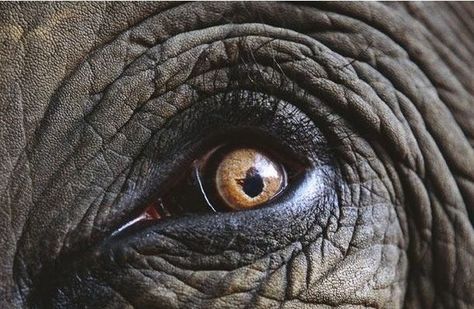 Eye Closeup, Elephant Eye, Eye Beautiful, Regard Animal, Elephant Photography, Animal Eyes, Elephants Photos, Asian Elephant, Indian Elephant