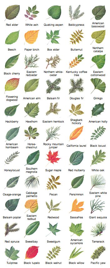 Sycamore Leaves, Tree Leaf Identification, Leaf Types, Identifying Trees, Botanical Science, Leaf Identification, Tree Id, Arte Doodle, Tree Identification