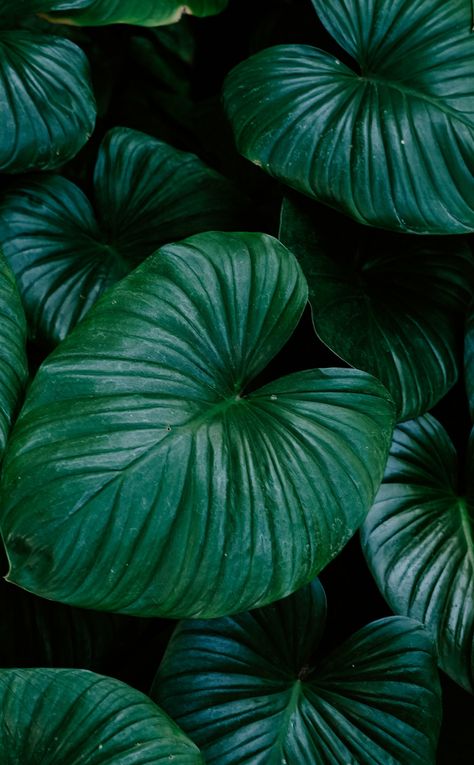 Big Leaves Plant, Big Green Leaves, Big Leaf Plants, Big Wallpaper, Foliage Leaves, Leaf Photography, Green Inspiration, Fruit Wallpaper, Plant Wallpaper