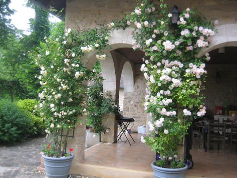 image Potted Climbing Roses, Climbing Roses In Containers, Potted Rose Garden, Climbing Roses In Pots, Climbing Plants In Pots, Pot Trellis, Front Door Plants, Mind Blowing Pictures, Rose Garden Landscape