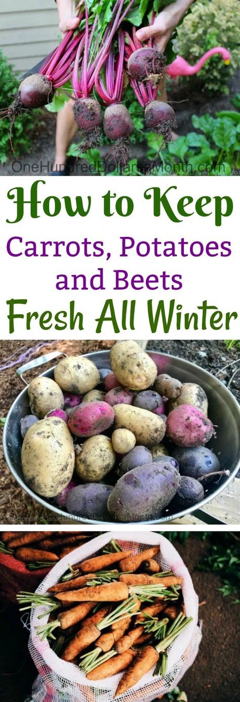 How To Store Beets, Oregon Gardening, Overwintering Plants, Survival Storage, Homestead Food, Greenhouse Flowers, How To Store Carrots, Potato Tower, Beets Carrots