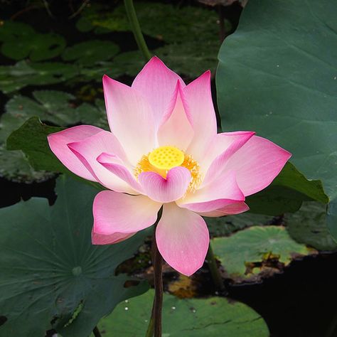 Lotus - Voyage to Vietnam Vietnamese Tattoo, Lotus Seeds, National Flower, Tropical Climate, Gardening For Beginners, Tropical Plants, Image Types, Lotus Flower, Lotus