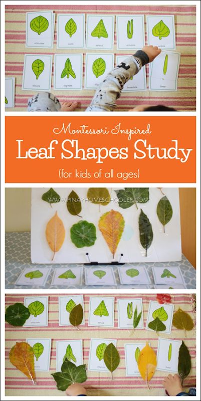 Shapes Activities Preschool, Preschool Spring, Montessori Science, Montessori Elementary, Montessori Homeschool, Tree Study, Nature School, Homeschool Education, Montessori Preschool