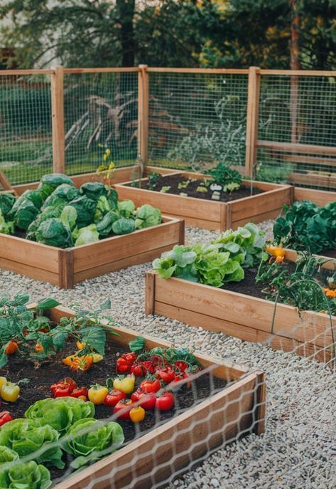 Vege Garden Inspiration, House With Vegetable Farm, Back Yard Vegetable Garden, Gardening Bed Ideas, Gardens Ideas Backyard Vegetable, Garden Aesthetic Ideas, Farmhouse Vegetable Garden, Fenced In Vegetable Garden, Enclosed Veggie Garden