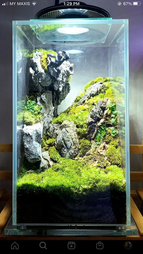 Tall Aquascape, Tall Fish Tank, Cool Terrarium, Forest Layout, Nature Tank, Build A Terrarium, Tank Terrarium, Aquarium Garden, Plants In Jars