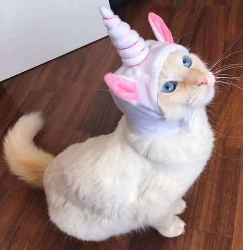 🦄➕🐱 #unicorn #cat #cutie #unicat #bossbabe Cat Heaven, Cat Unicorn, Unicorn Crafts, Unicorn Costume, Unicorn Cat, Unicorn Gifts, Conch Shell, A Unicorn, Cute Unicorn