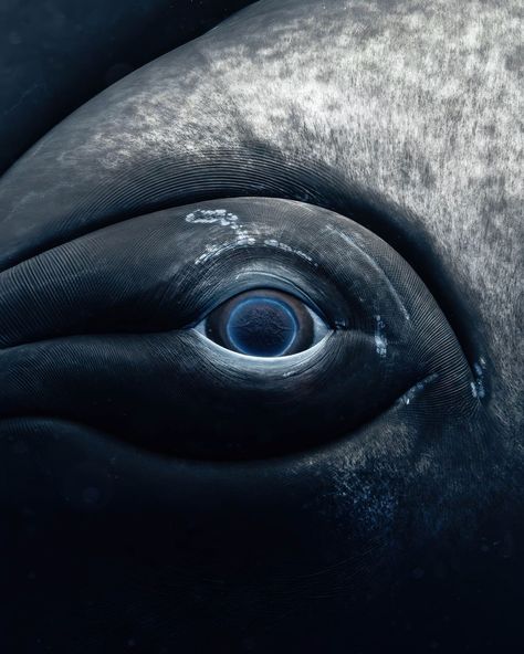 Baleen Whales, Eye Illustration, French Photographers, Humpback Whale, Killer Whales, Ocean Creatures, Marine Animals, Close Up Photos, Spiritual Art