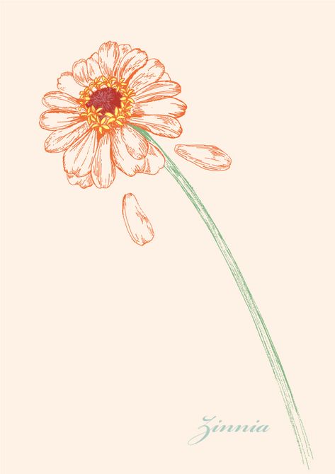 Zinnia Illustration, Zinnia Flowers Tattoo, Zinnia Flowers Drawing, Zinnia Drawing, Zinnia Tattoo, Zinnia Flower, Flower Tattoo Arm, Zinnia Flowers, Flower Texture