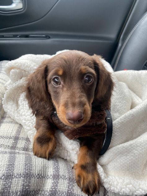 Cute Wiener Dog Puppies, Longhair Miniature Dachshund, Brown Dachshund Puppy, Long Hair Chocolate Dachshund, Chocolate Mini Dachshund, Tri Merle Dachshund Long Hair, Long Haired Dauchsands, Dashhound Long Haired, Long Hair Miniature Dachshund