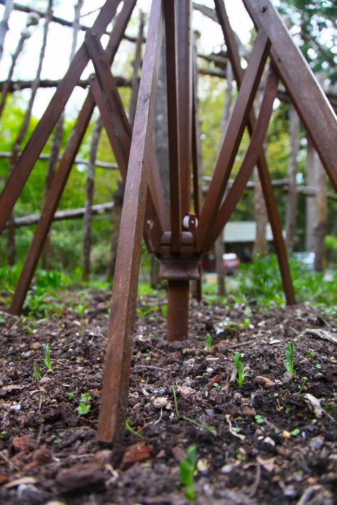 A Broken Patio Umbrella Turned Trellis. Photo © Liesl Clark Umbrella Trellis, Cucumber Trellis Diy, Diy Umbrella, Pea Trellis, Cucumber Trellis, Wooden Patios, Your Trash, Diy Trellis, Bird Bath Garden