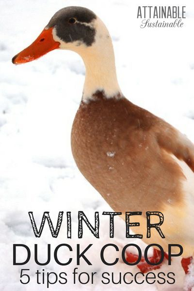 Ducks In Winter, Duck Raising, Duck Waterer, Duck Care, Attainable Sustainable, Duck Pens, Urban Chicken Farming, Farming Family, Homestead Animals