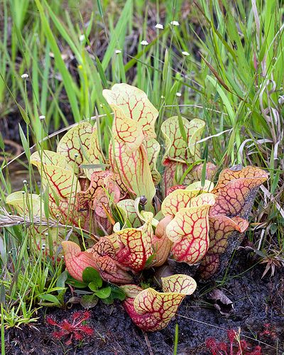 Sarracenia Purpurea, Insectivorous Plant, Savage Garden, Bog Garden, Goth Garden, Weird Plants, Pitcher Plant, Carnivorous Plants, Flowers Perennials