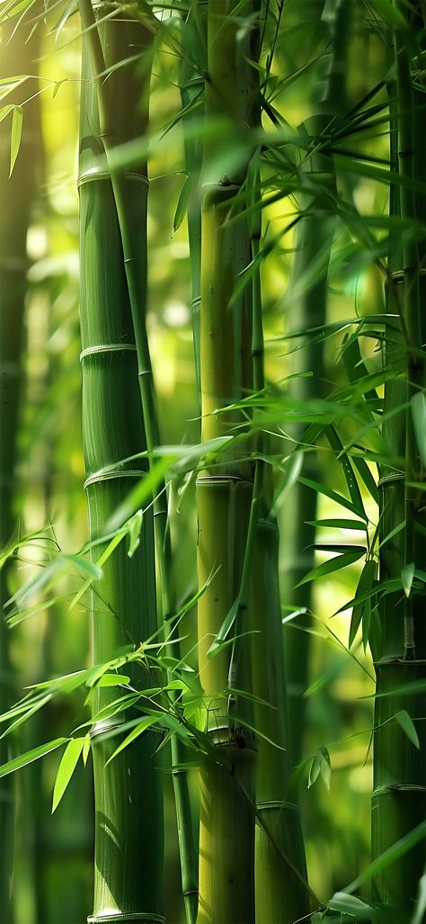 Pretty Flowers Photography, Bamboo Background, Bamboo Wallpaper, Iphone Wallpaper Blur, Samsung Galaxy Wallpaper Android, Qhd Wallpaper, Amoled Wallpapers, Leaf Photography, Best Nature Wallpapers