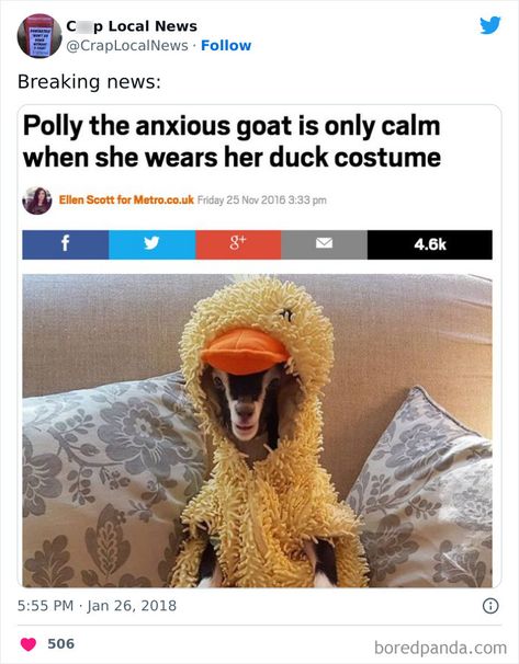 Funny News Headlines, Duck Costume, Funny Headlines, Duck Costumes, Meme Random, Funny News, Weird News, Weird Stories, Funny Animal Memes