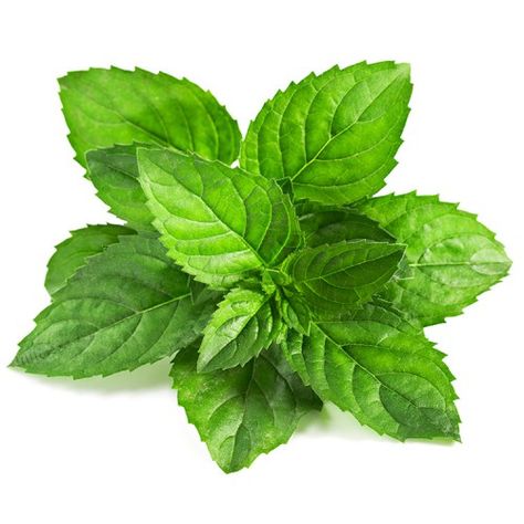 Mint Leaves Photo Mint Herb, Herbs Illustration, Mint Seeds, Photo Clipart, Kinds Of Vegetables, Garden Pest Control, Aromatic Plant, Seed Germination, Plant Seeds