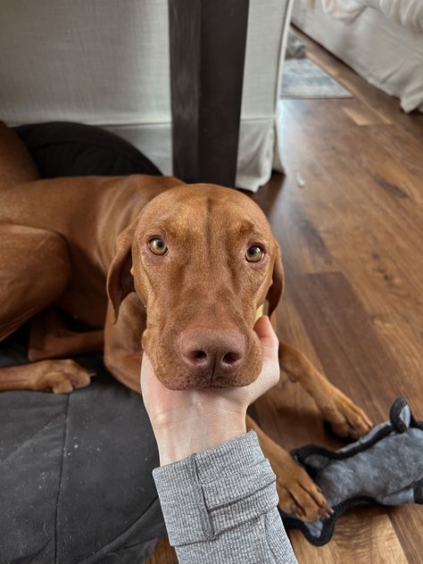 puppy dog pet animal pup sweet cute adorable bikini makeup aesthetic Vizsla Aesthetic, Vizsla Dog, Beautiful Dog Breeds, Vizsla Dogs, Dog Photoshoot, German Shorthair, Vizsla Puppy, Vizsla Puppies, Paws And Claws