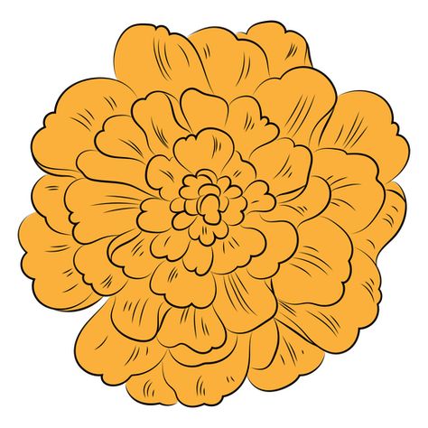 Marigold flower hand drawn #AD , #flower, #hand, #drawn, #Marigold Marigolds Drawing Easy, Clay Marigold Flowers, Marigold Flowers Drawing, Drawing Marigold Flowers, Marigold Flower Drawing Simple, How To Draw A Marigold, Marigold Flower Illustration, How To Draw Marigolds, Marigold Flower Art