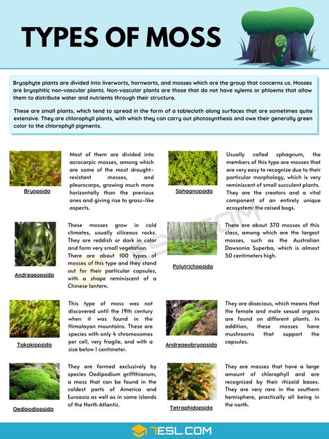 8 Different Types of Moss with Interesting Facts and Pictures Types Of Plants Chart, Moss Diagram, Types Of Moss Plants, Magical Properties Of Moss, Different Types Of Moss, Plant Anatomy, Types Of Moss, Herbal Academy, Environmentally Friendly Living