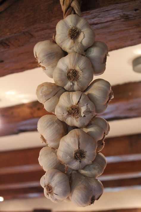 Garlic Reference Photo, Hammer Vampire, Garlic Aesthetic, Hanging Garlic, Vampire Tumblr, Garlic Bulbs, Garlic Bulb, Creatures Art, Mythical Creatures Art