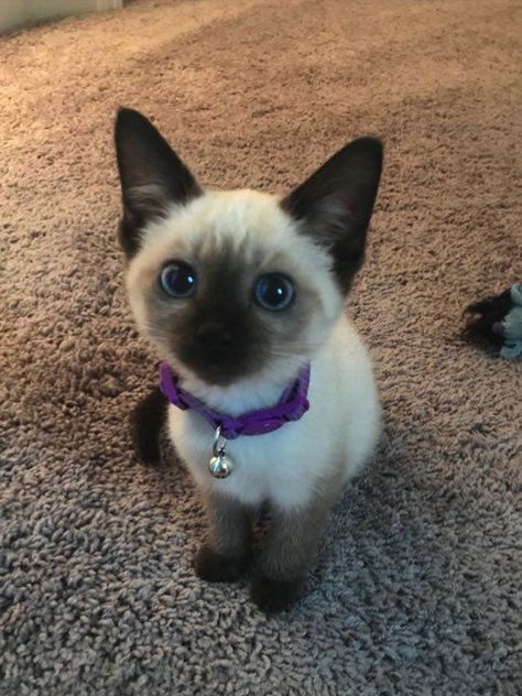 Do Siamese Cat Shed? Cute Pet Cat, 4 Cats, Söpö Kissa, Söt Katt, Silly Cats Pictures, Cute Cats Photos, Baby Cat, Pretty Animals, Silly Animals