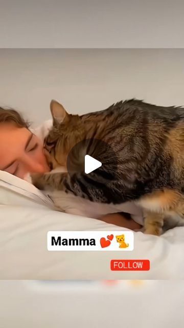 42K views · 5.9K likes | funny animals on Instagram: "#catlover #catlifestyle #catsofinstagram #cats #catsagram #fypシ #funnyvideos #viralreels" Cute Kittens Funny, Mean Cats Funny, Lazy Cat Aesthetic, Cute Kittens Pictures, Sobbing Cat, Cat Meowing Video, Cute Kittys, Cats Sleeping Funny, Funny Cats Video