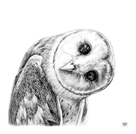 https://www.instagram.com/p/CcNvwyRLtoL/?igshid=MDJmNzVkMjY= Barn Owl Drawing, Barn Owl Tattoo, Owl Sketch, Owl Artwork, Art Alevel, Owl Illustration, Original Ink Drawing, Owls Drawing, Owl Print