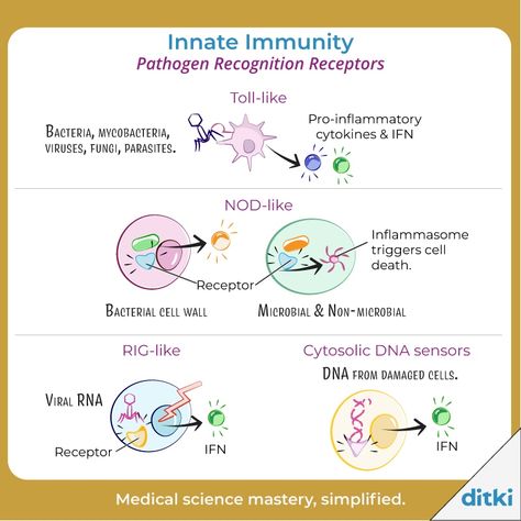 See full Flashcard to learn more about Innate Immunity: https://ditki.com/course/pathology/glossary/immunology-microbiology/innate-immunity #ditki #usmle #meded #medschool #medstudent #pathogen #innateimmunity #immunology #microbiology #nursing #pance #physicianassistant #osteopath #allopath #medicine #science #healthscience #nurse #premed #mcat #mbbs Blood Physiology, Innate Immunity, Complement System, Clinical Pathology, Hair Tomboy, Medical School Essentials, Medical Anatomy, Pre Med, Cell Wall