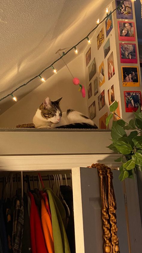 cute cat nook Cat Friendly Room Decor, Cat Corner Aesthetic, Small Room Cat Ideas, Cat Aesthetic Apartment, Cat Hangout Ideas, Dorm Cat Setup, Cat Places In Home, Cats In Apartments Ideas, Cat Corner In Bedroom