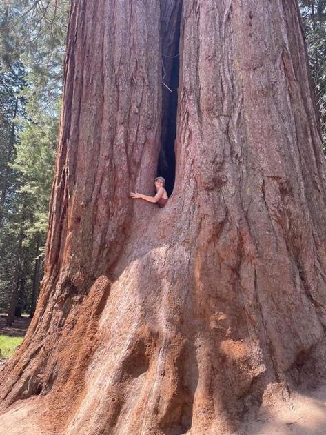 Monument Park, Giant Sequoia, Weird Trees, Big Trees, Sequoia Tree, House Tree, Giant Tree, Redwood Tree, Old Trees