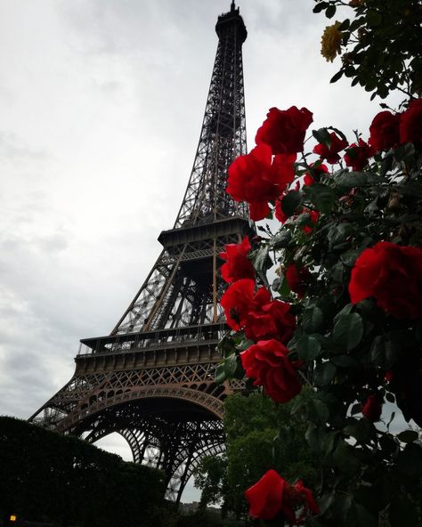 #Eiffel tower #rose #cityoflove #photo #ideas Paris Photography Eiffel Tower, Widget Photos, Torre Eiffel Paris, Paris Wallpaper, Beautiful Paris, Paris Pictures, Paris Tours, Paris Aesthetic, Paris Photography