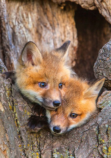 Fuchs Baby, Baby Foxes, Wild Animals Photography, Fox Pictures, Fox Painting, Animals Friendship, Pet Fox, Baby Fox, Cute Wild Animals