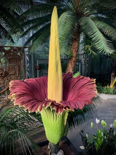 Aspen Flower, Corpse Plant, Scary Flowers, Textiles Nature, Rainforest Flowers, Amorphophallus Titanum, Titan Arum, United States Botanic Garden, Corpse Flower