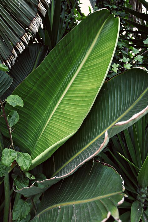 Tropical Beauty, Theme Nature, Outdoors Tattoo, Plant Wallpaper, Banana Leaves, Plant Aesthetic, Sanya, Tropical Rainforest, Tropical Palm