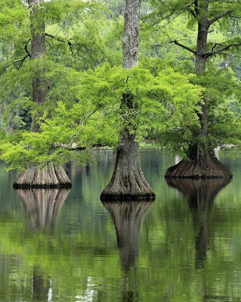 these trees have adapted to constantly being submerged. Opposed to popular belief, they do have intelligence. More commonly, they stop drinking water as winter is approaching ( Causing the leaves to fall off ) in order to prevent the possibility of the water freezing inside the trunk & branches. Taxodium Distichum, Bald Cypress Tree, Cypress Mulch, Grape Tree, Amazing Trees, Bald Cypress, Image Nature, Old Trees, Cypress Trees